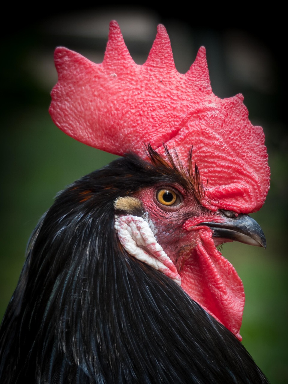 faucet, poultry, bird, animal, gockel, masculine, farm yard, cockscomb, farm animal, beak, red, comb, eye, proudly, head, chicken, nature, chicken, chicken, chicken, chicken, chicken