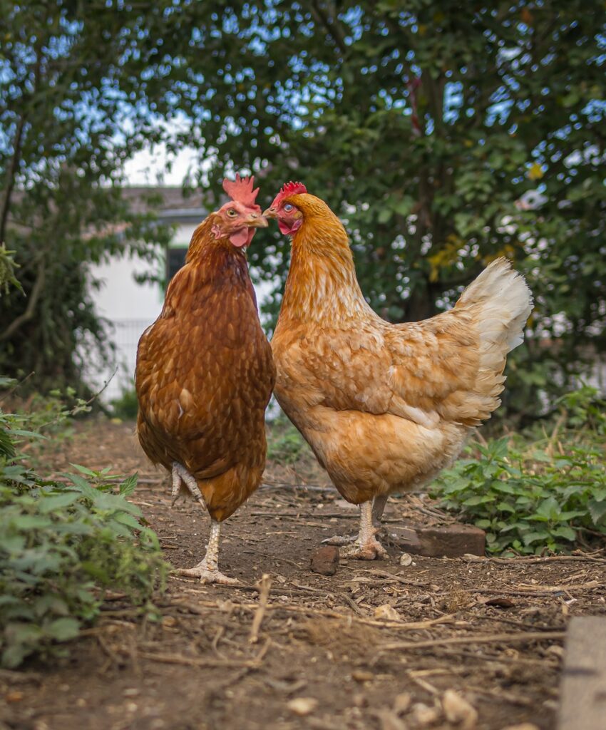 hens, chickens, female chickens, female birds, birds, nature, fowls, animals, poultry, poultry farm