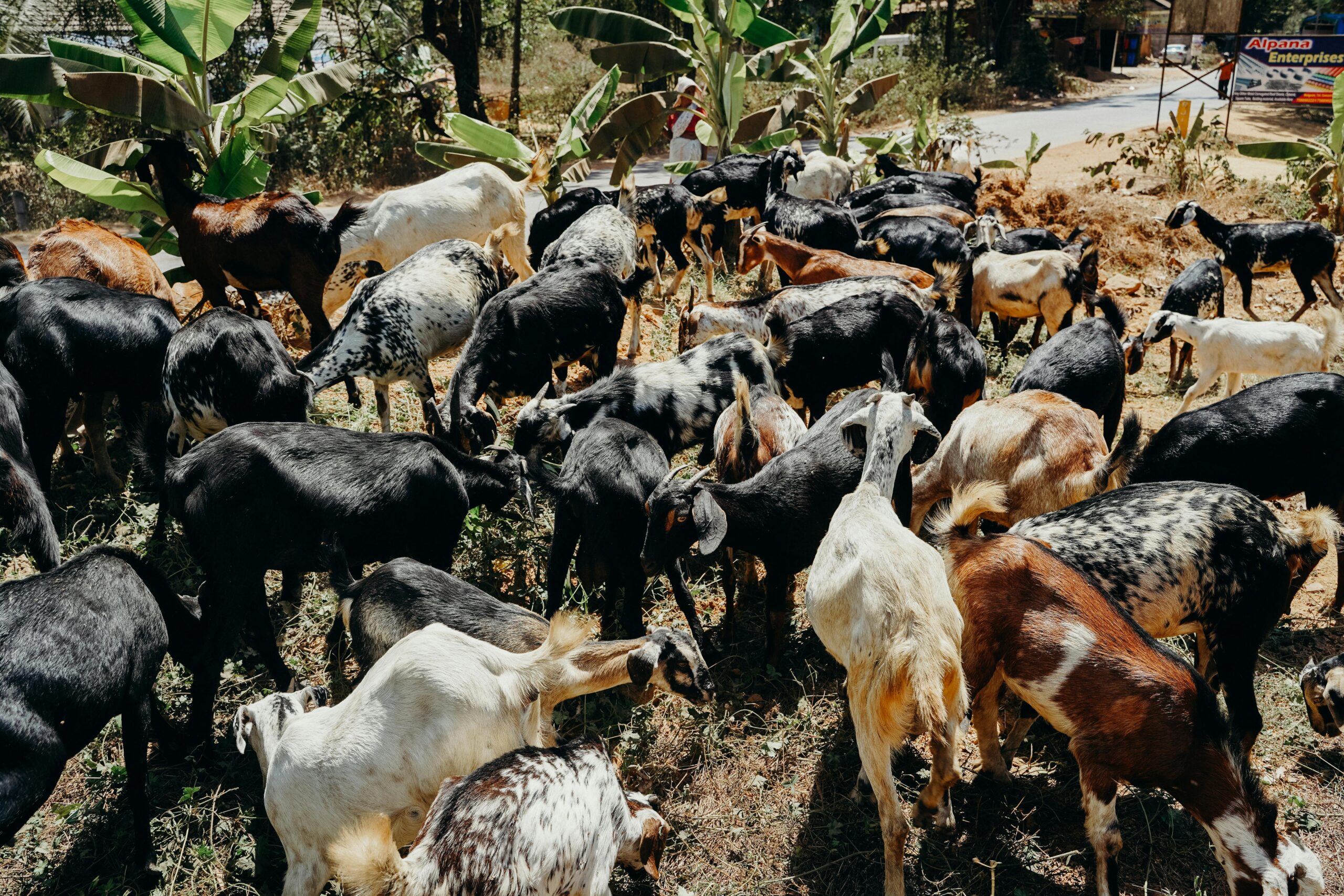 A large herd of goats grazing outdoors in a rural setting, showcasing diverse breeds.